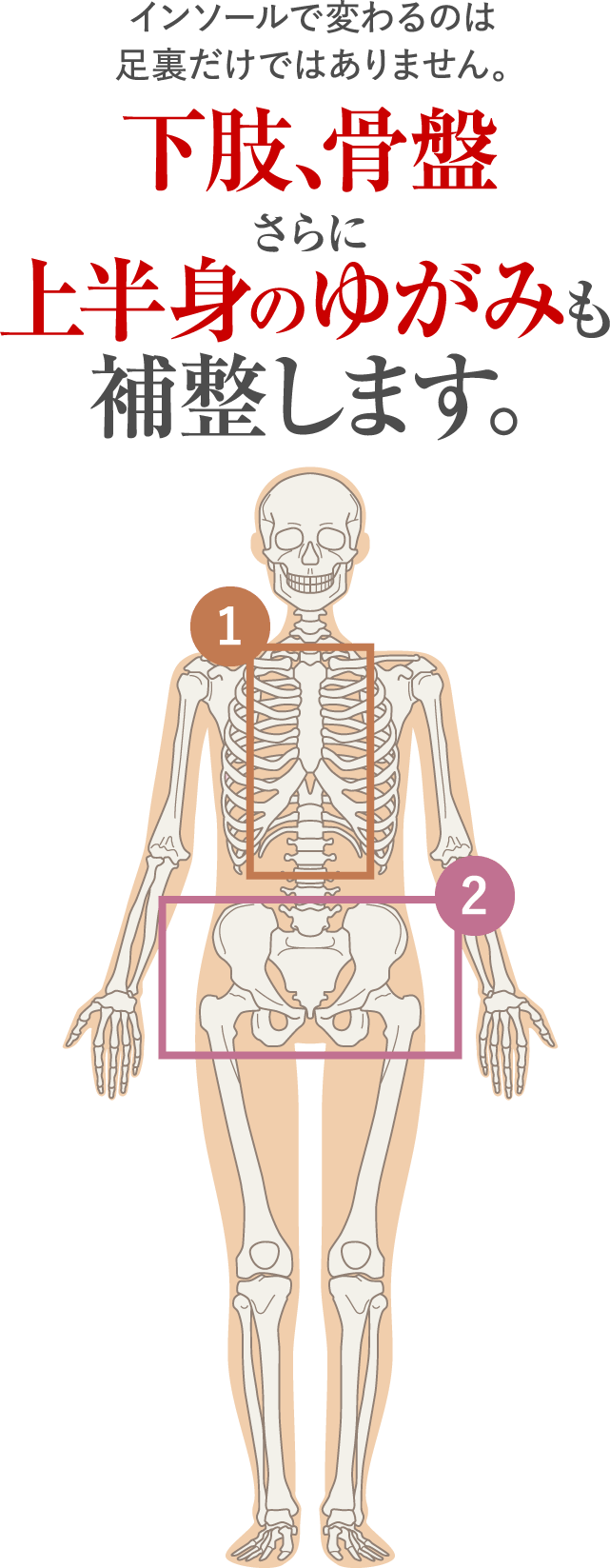 インソールで変わるのは足裏だけではありません。下肢、骨盤さらに上半身のゆがみも補整します。