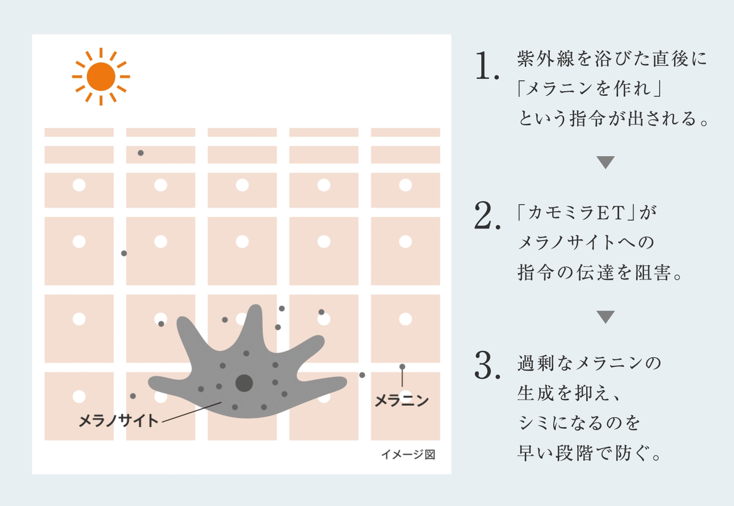 1.紫外線を浴びた直後に 「メラニンを作れ」という指令が出される。 2.「カモミラET」がメラノサイトへの 指令の伝達を阻害。 3.過剰なメラニンの生成を抑え、 シミになるのを早い段階で防ぐ。