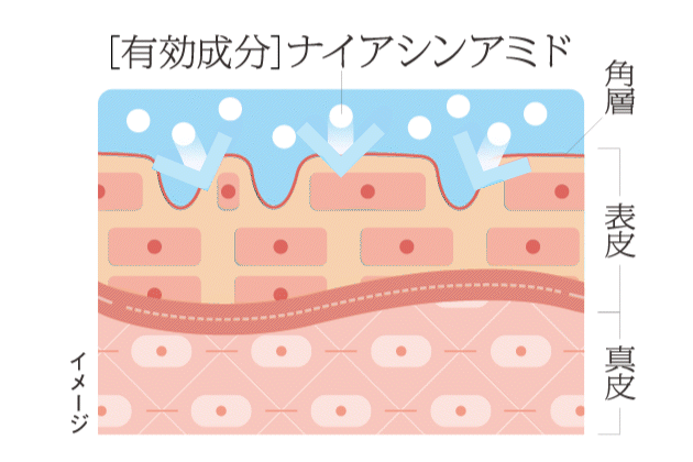 ［有効成分］ナイアシンアミド　角層　表皮　真皮　　イメージ