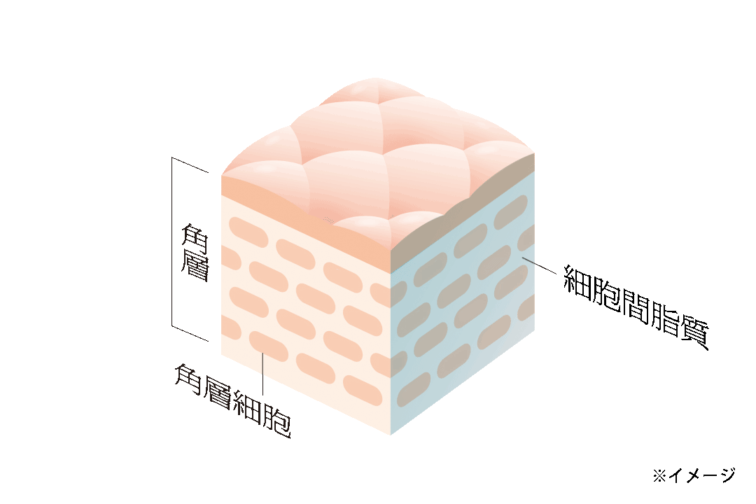 角層 角層細胞 細胞間脂質 ※イメージ