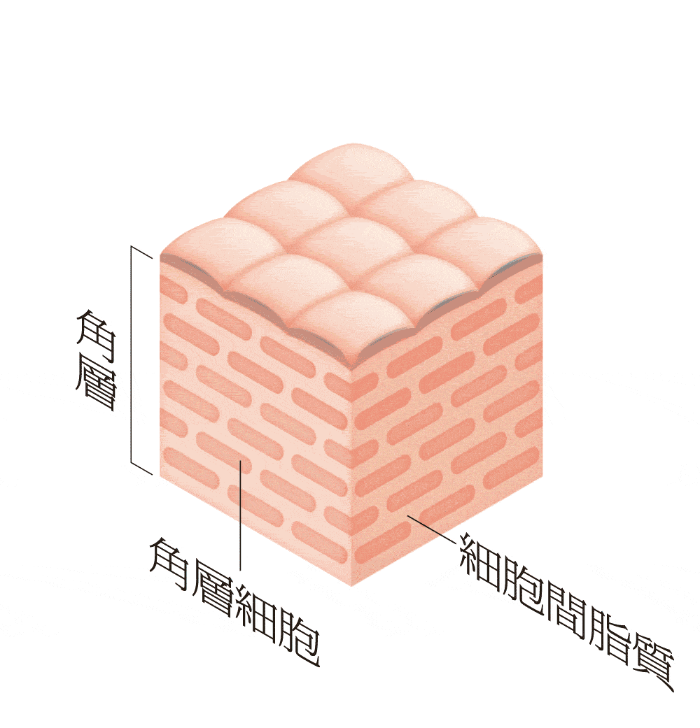 肌遺伝子モード c1 動的欲求傾向