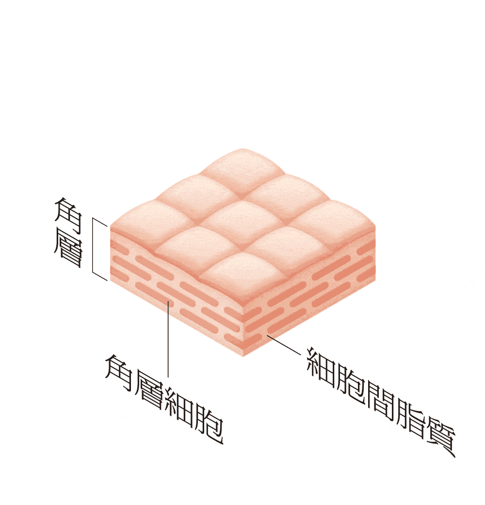 肌遺伝子モード c1 動的欲求傾向