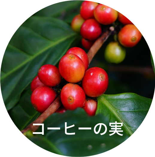 コーヒーの実 画像