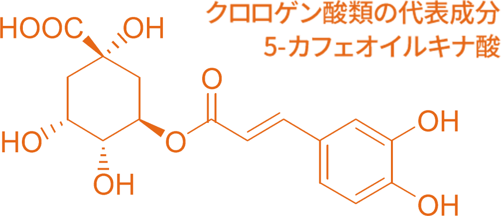 クロロゲン酸類の代表成分 5-カフェオイルキナ酸